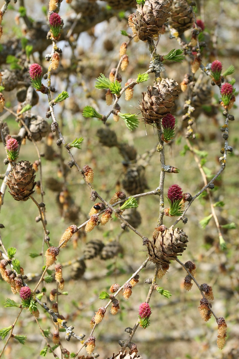 Изображение особи Larix sukaczewii.