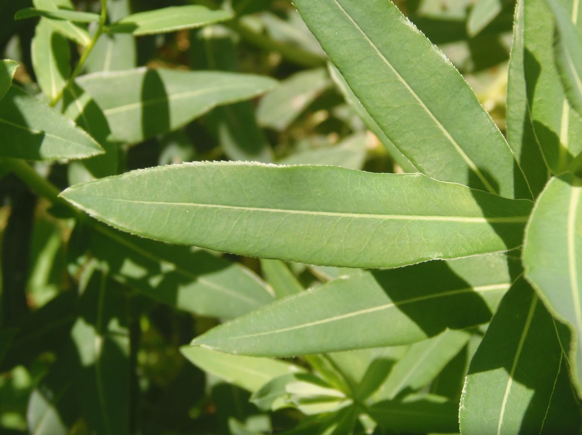 Image of Euphorbia villosa specimen.