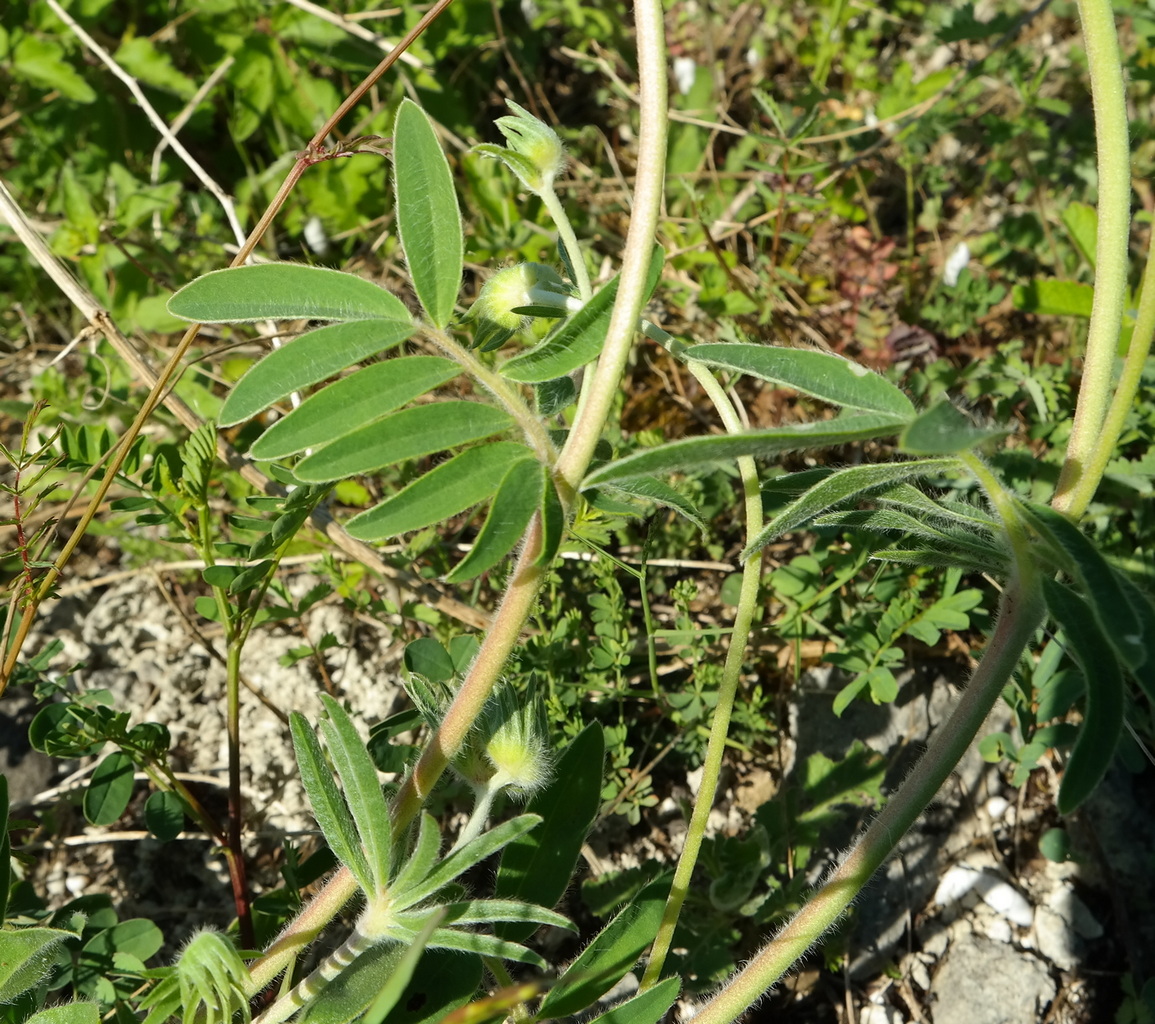 Image of Anthyllis macrocephala specimen.