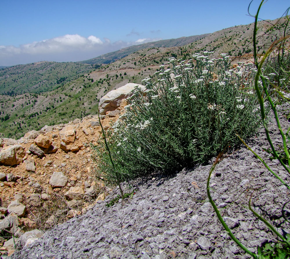 Image of Achillea falcata specimen.