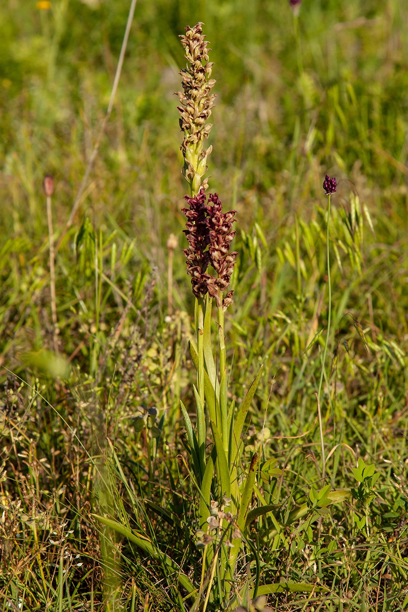 Изображение особи Anacamptis coriophora.