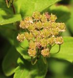 Spiraea turczaninowii