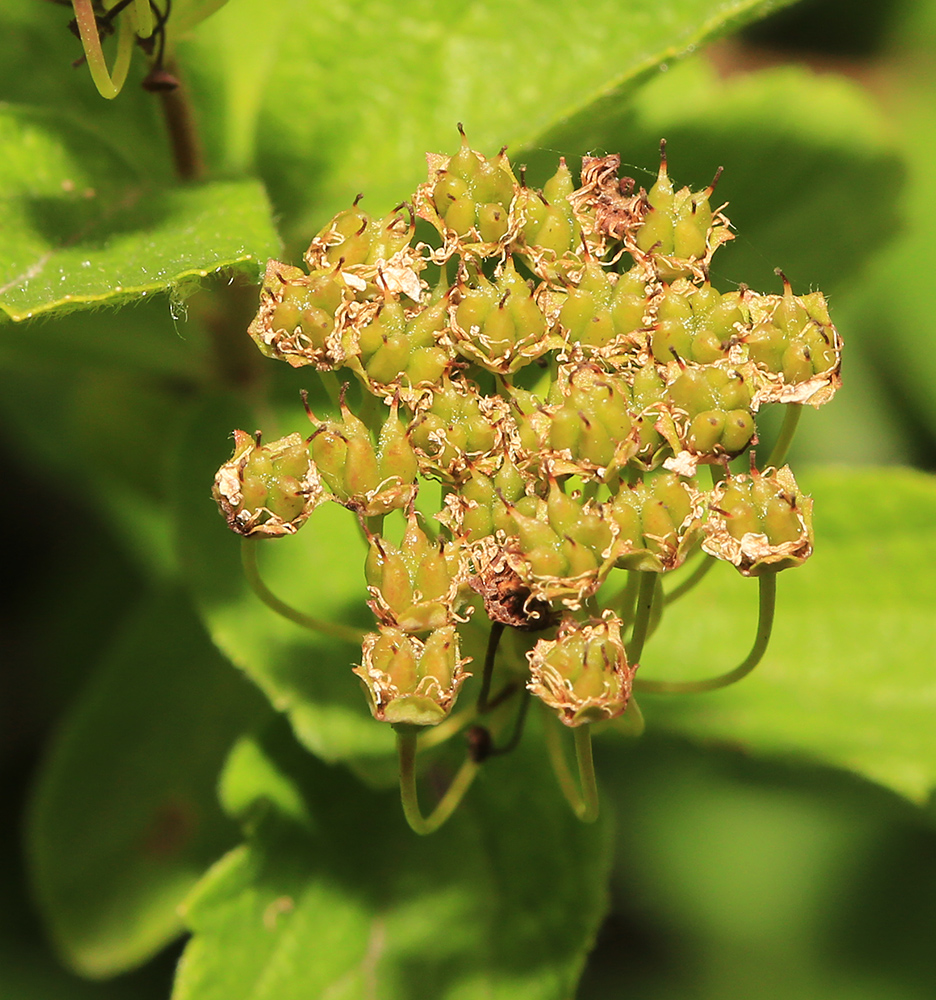 Изображение особи Spiraea turczaninowii.