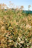 Lepidium latifolium