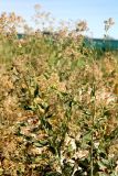 Lepidium latifolium. Верхушки плодоносящих растений. Казахстан, г. Актау, морское побережье. 21 июня 2021 г.