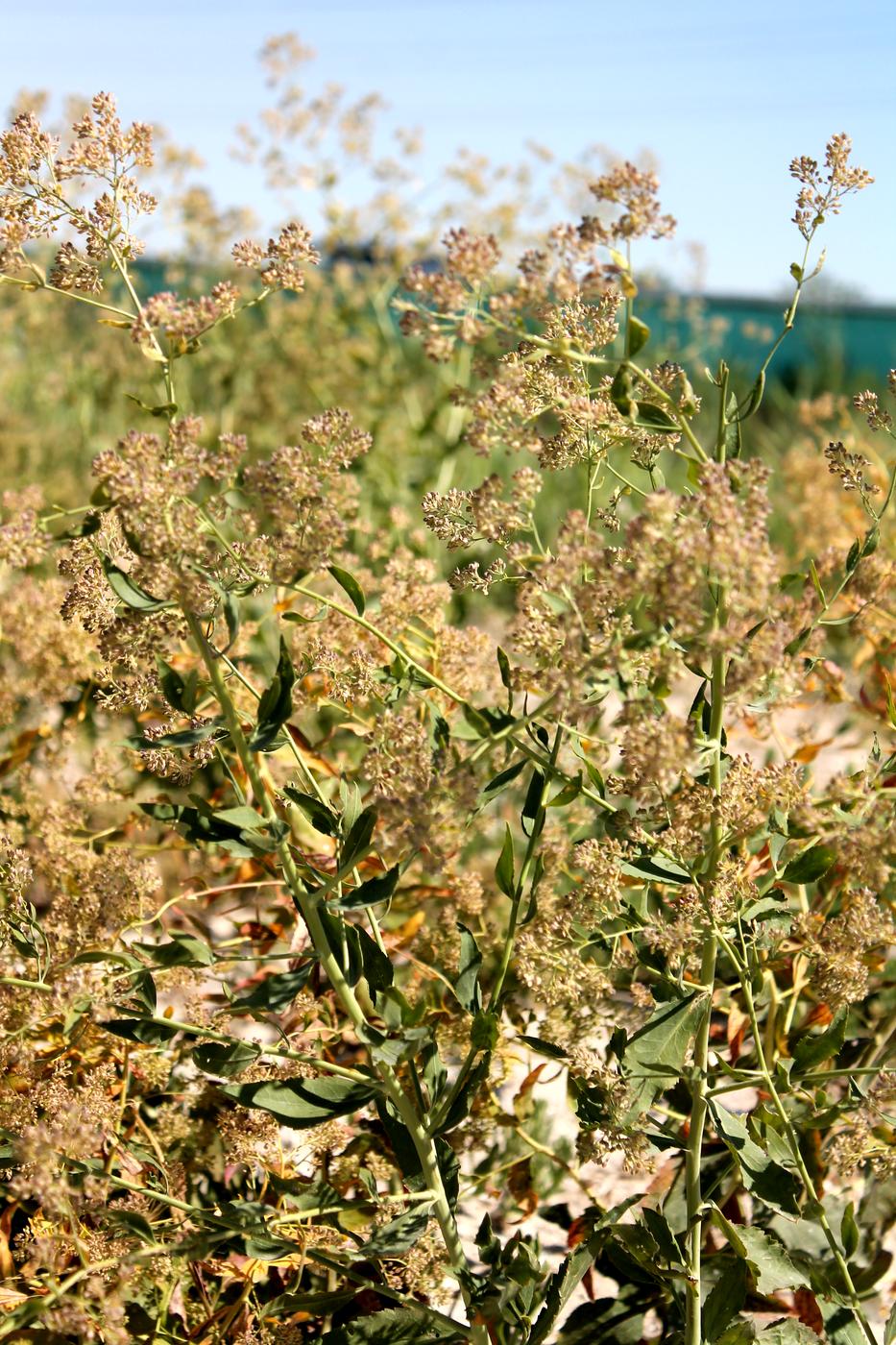 Изображение особи Lepidium latifolium.