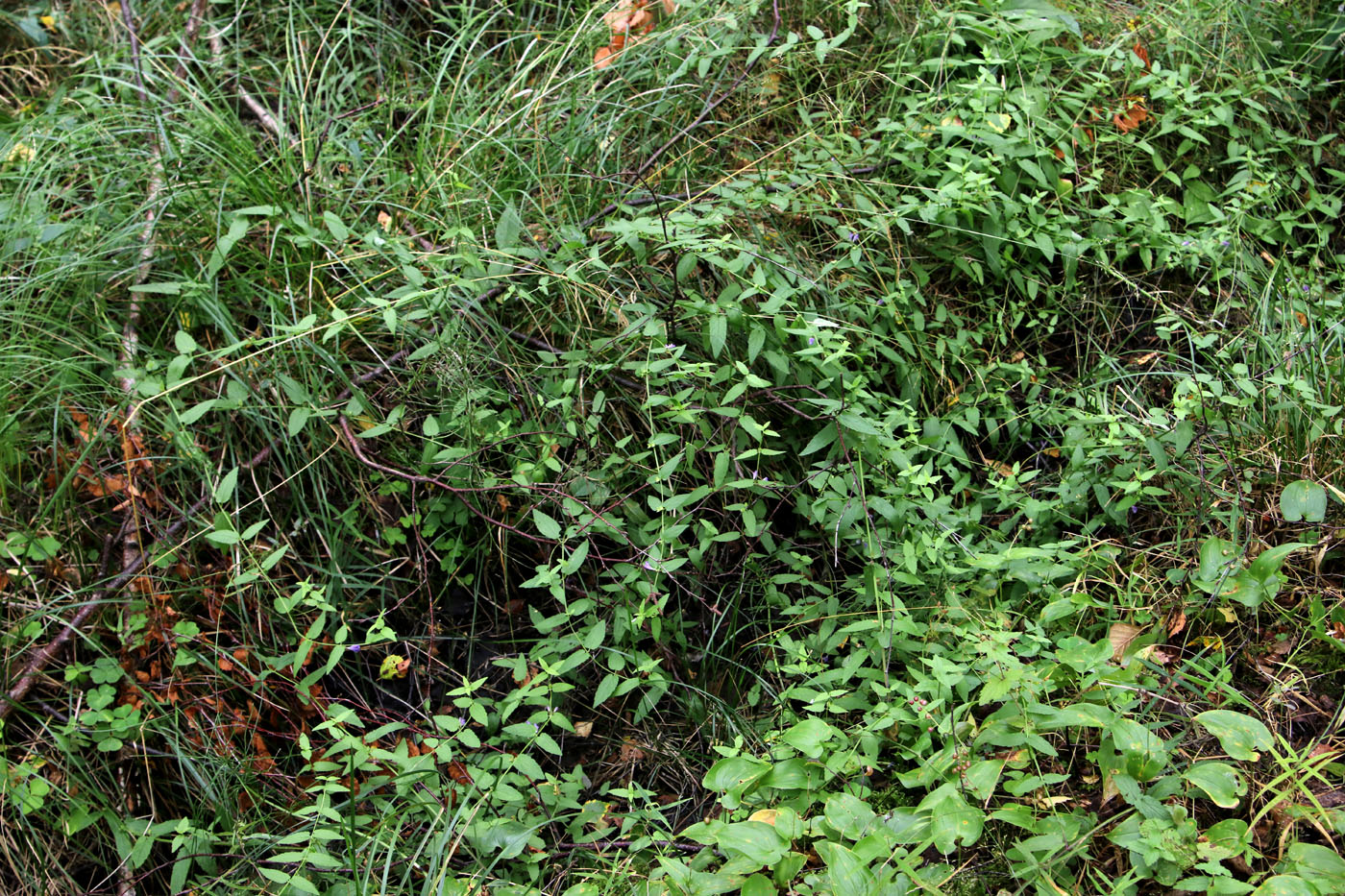 Image of Scutellaria galericulata specimen.