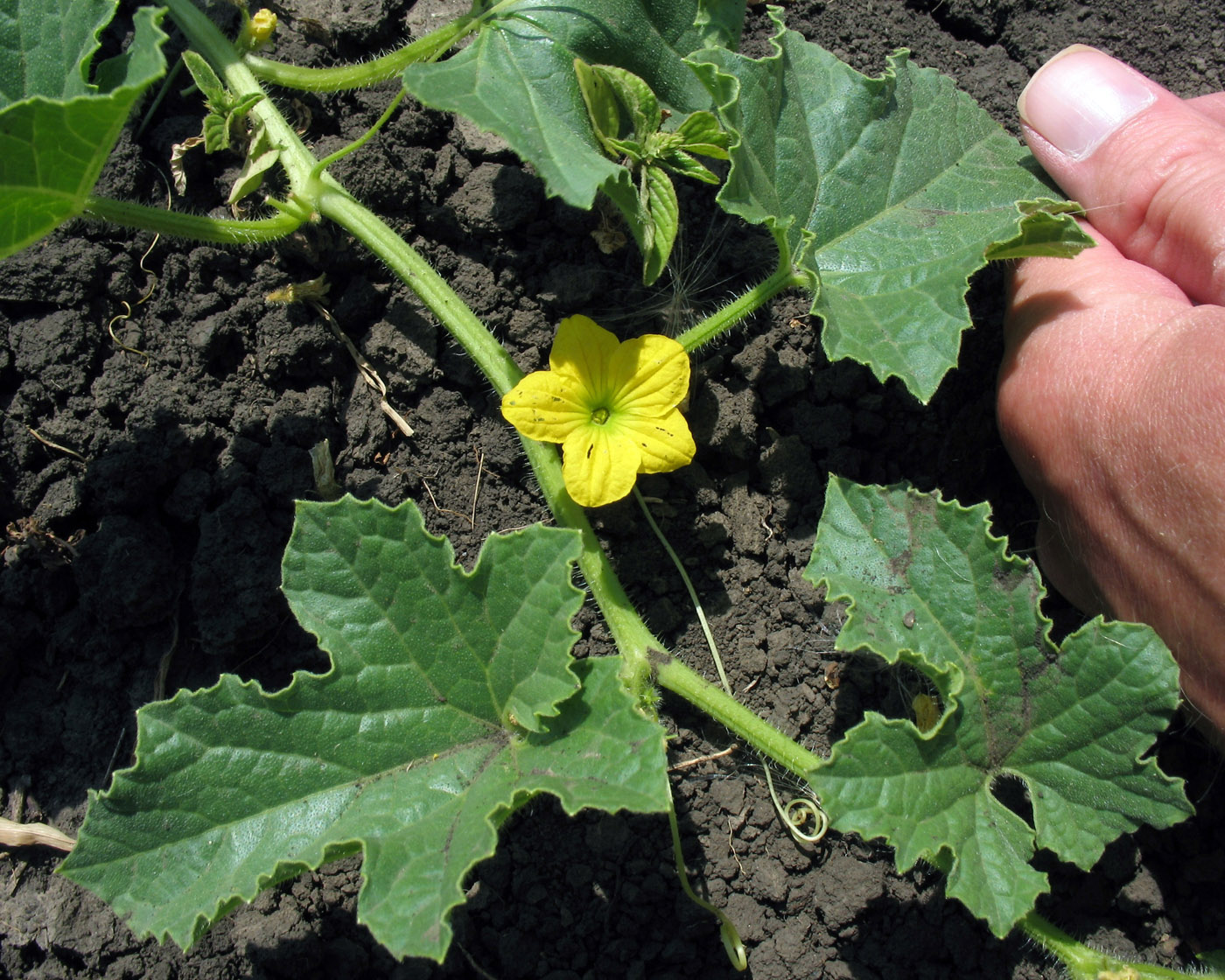 Image of Cucumis sativus specimen.