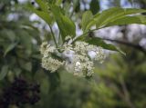 Sambucus nigra