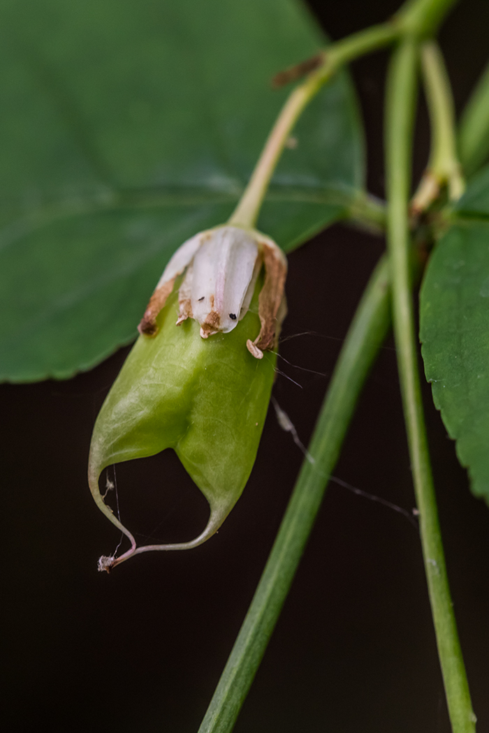 Изображение особи Staphylea pinnata.