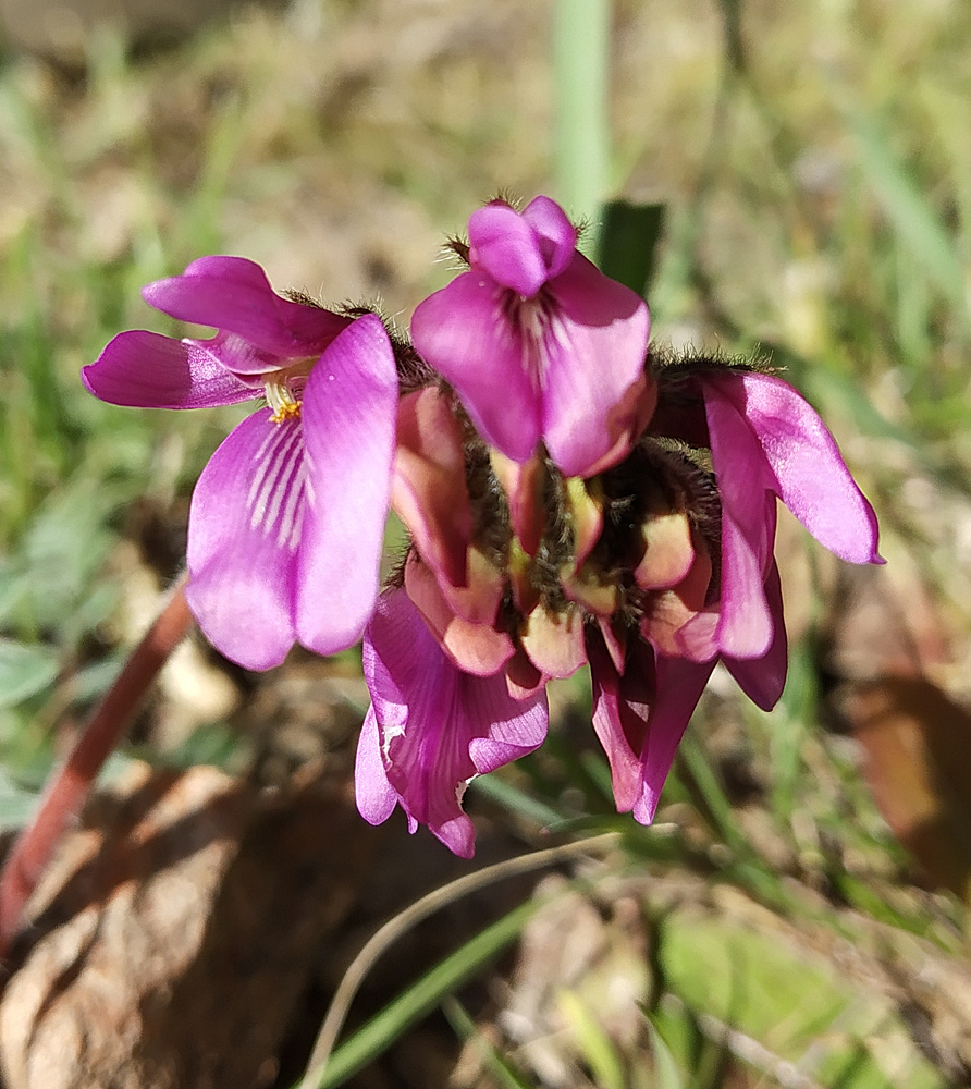 Image of Oxytropis gymnogyne specimen.