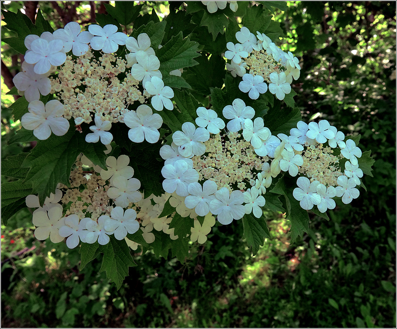 Image of Viburnum opulus specimen.