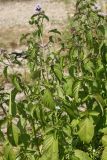 Mentha aquatica