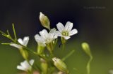 Psammophiliella muralis. Часть соцветия. Приморский край, Уссурийский гор. округ, окр. с. Монакино, широколиственное редколесье, колея грунтовой дороги. 02.07.2021.