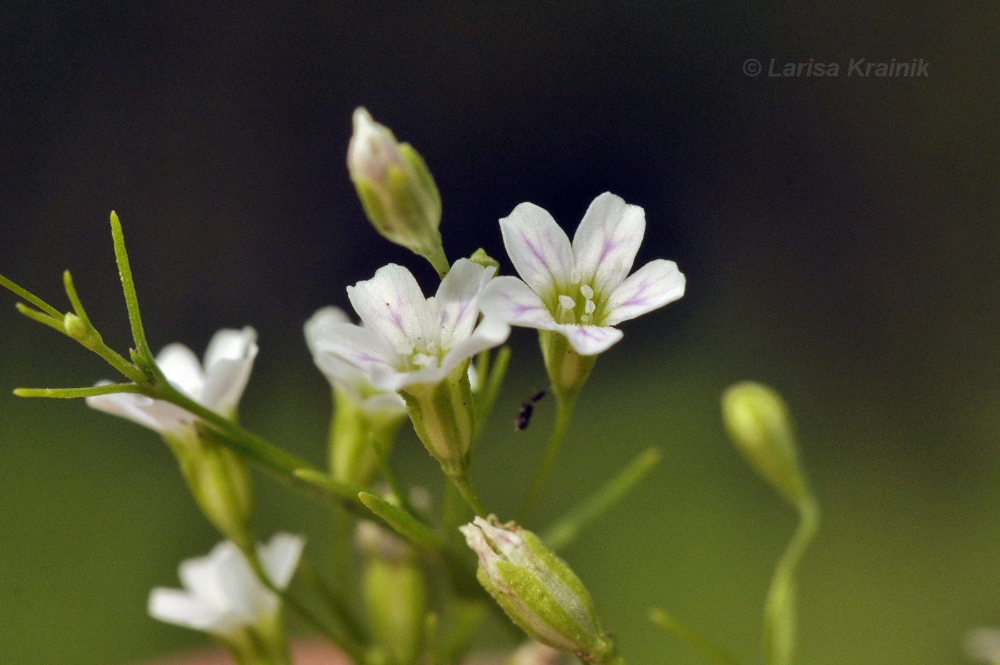 Изображение особи Psammophiliella muralis.