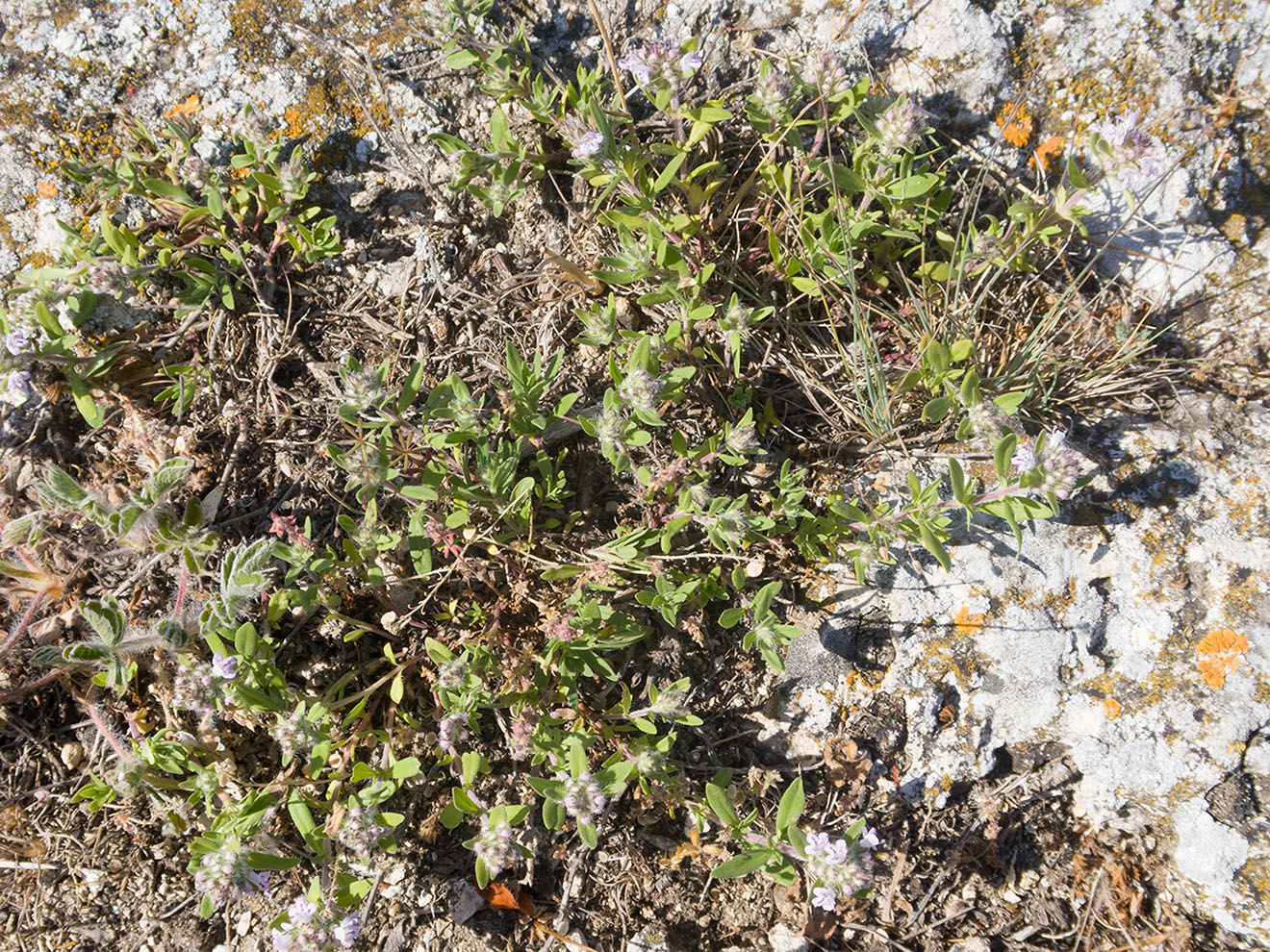 Изображение особи Thymus &times; littoralis.