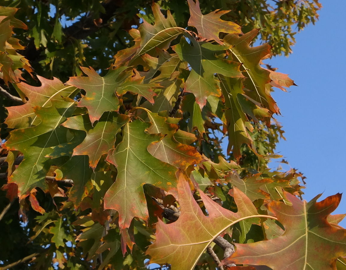 Изображение особи Quercus rubra.