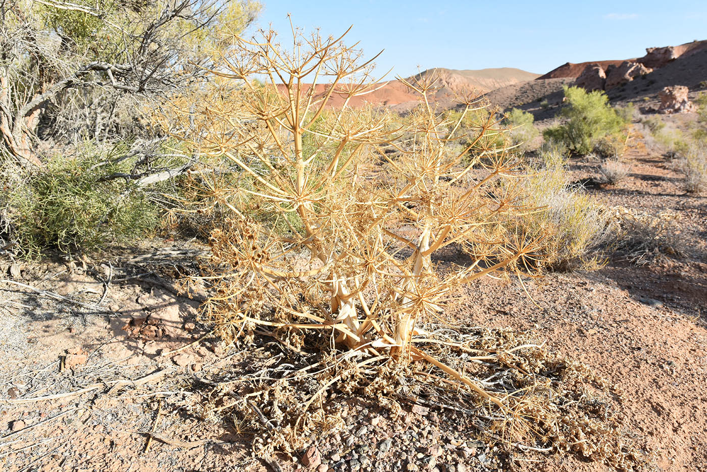 Image of Ferula iliensis specimen.