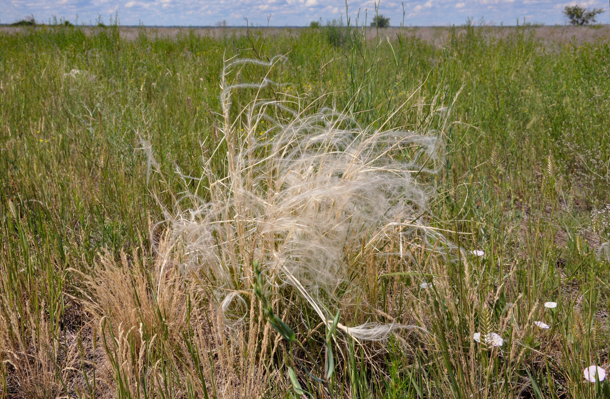 Изображение особи род Stipa.