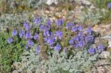 Veronica capsellicarpa. Цветущие растения (рядом видны сизые листья Artemisia и соплодия Alyssum). Крым, Караларский природный парк, бухта Шелковица, каменистый склон. 07.05.2021.