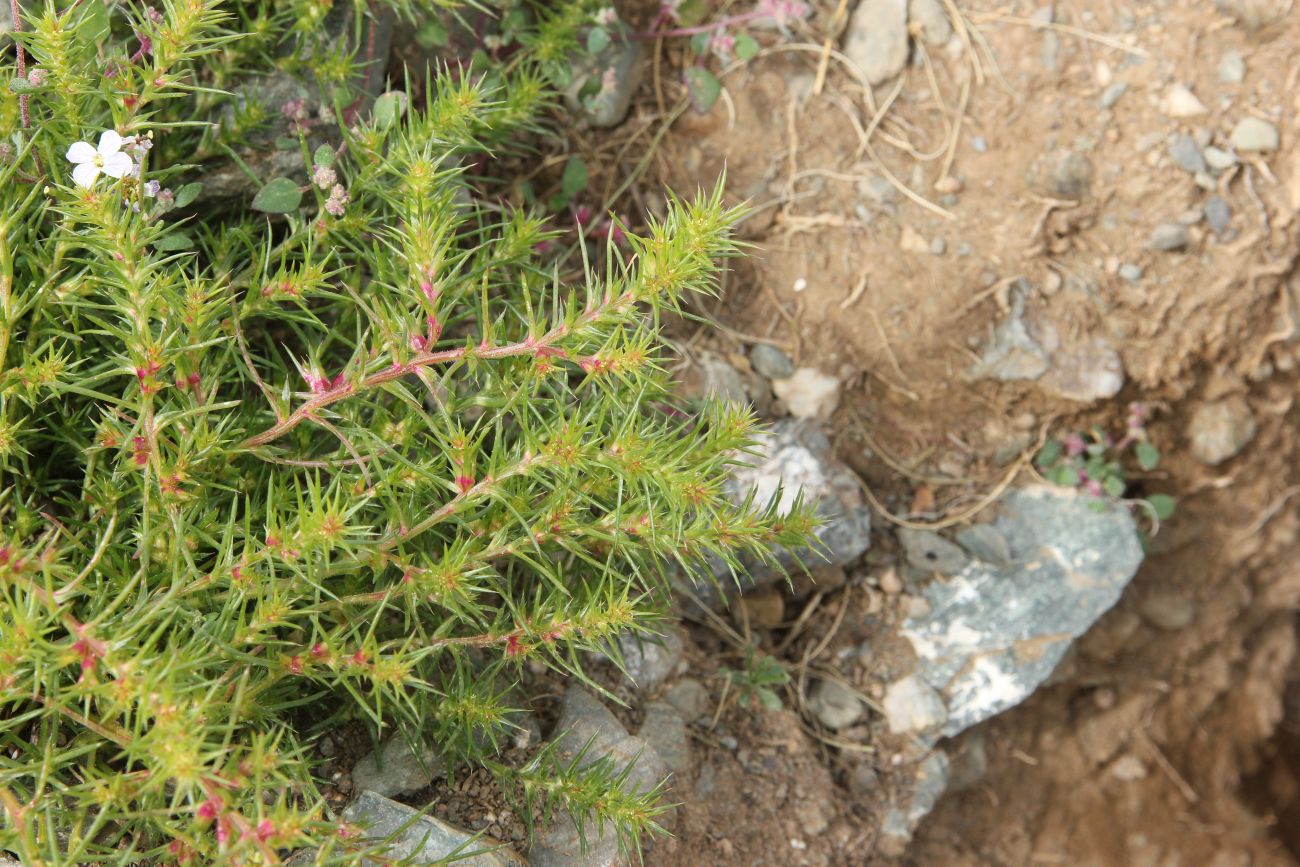 Image of genus Salsola specimen.