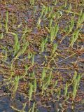 Hippuris vulgaris. Вегетирующие растения на фоне Myriophyllum quitense (красного цвета). Аргентина, пров. Санта-Круз, нац. парк «Лос-Гласьярес», долина р. De las Vueltas выше г. Эль Чалтен, заводь. 14.03.2014.