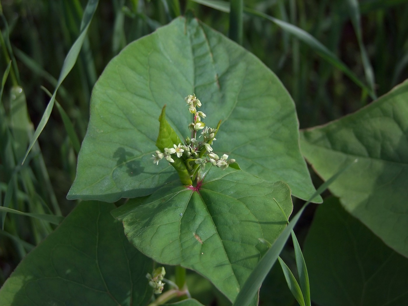 Image of Fagopyrum tataricum specimen.