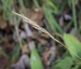 Brachypodium pinnatum