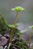 Chrysosplenium alternifolium. Цветущее растение. Карельский перешеек, окр. Сертолово. 05.05.2017.