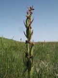 Anacamptis подвид dielsiana