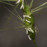 Aegilops biuncialis