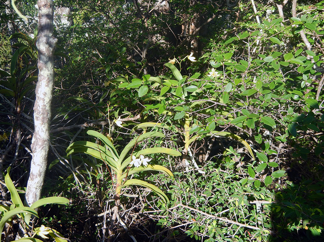 Image of familia Orchidaceae specimen.