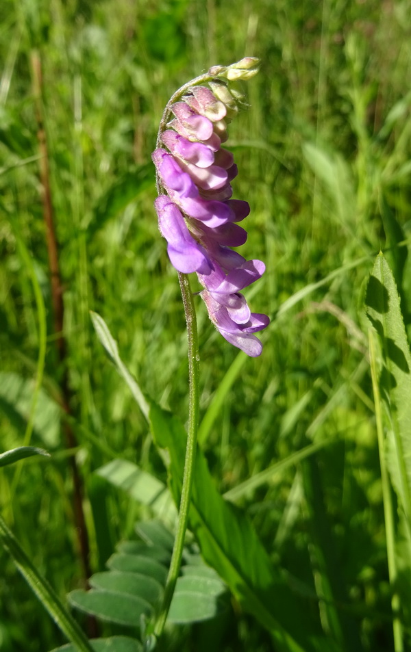 Image of Vicia cracca specimen.