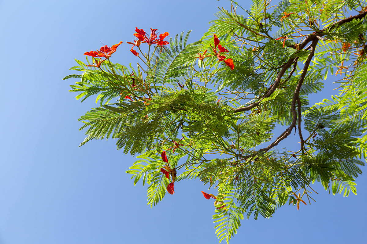 Изображение особи Delonix regia.