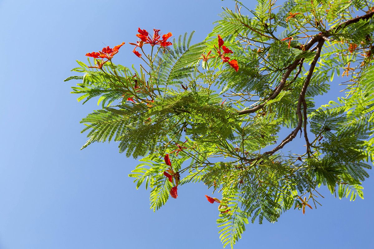 Image of Delonix regia specimen.