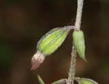 Epipactis microphylla. Плод. Горный Крым, окр. с. Генеральское, буковый лес. 15 июля 2022 г.