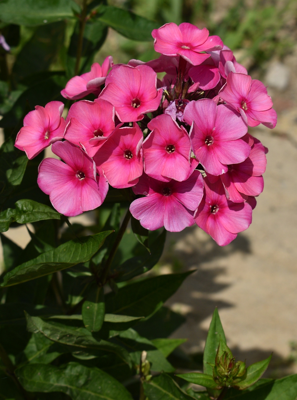 Image of Phlox paniculata specimen.