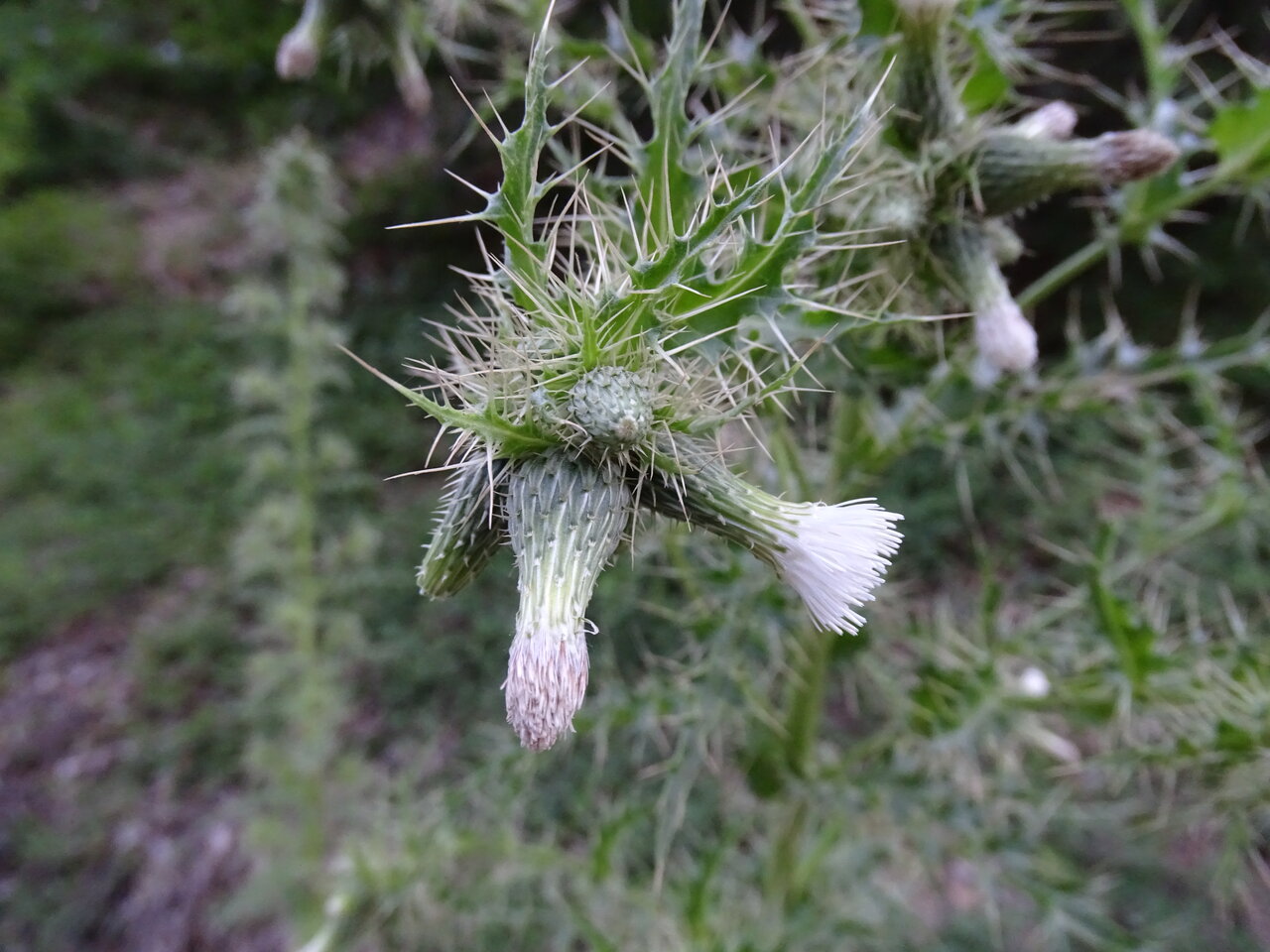 Image of Cirsium candelabrum specimen.
