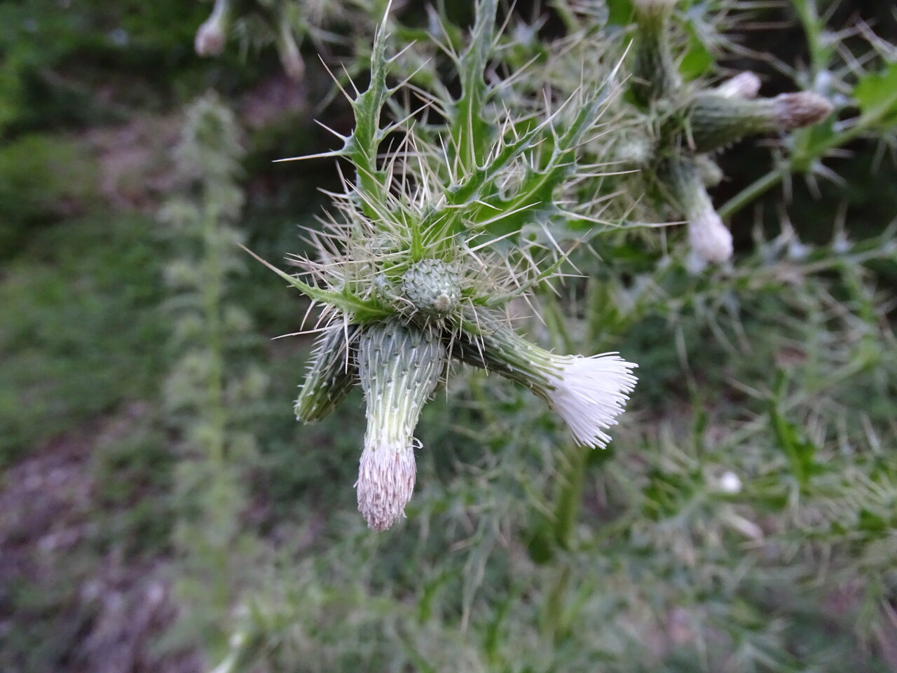 Изображение особи Cirsium candelabrum.