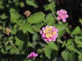 Lantana camara. Верхушка побега с соцветиями. Турция, г. Анталья, набережная, в озеленении. 24.08.2022.