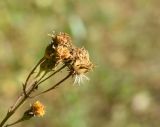 Hieracium umbellatum