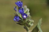 Anchusa pusilla