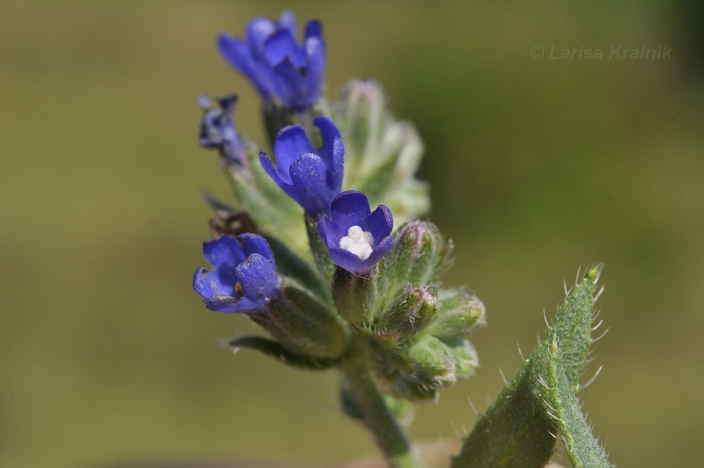 Image of Anchusa pusilla specimen.