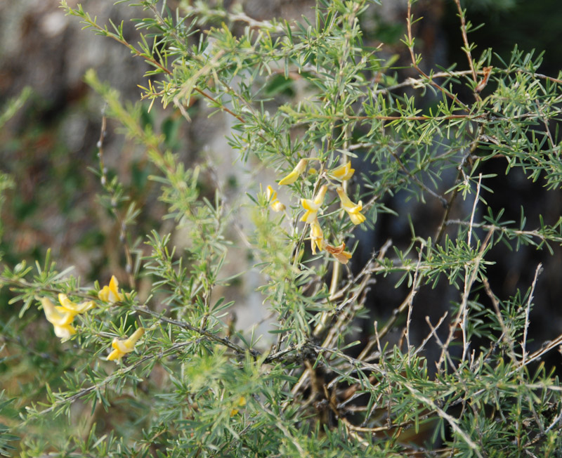 Image of Caragana pygmaea specimen.
