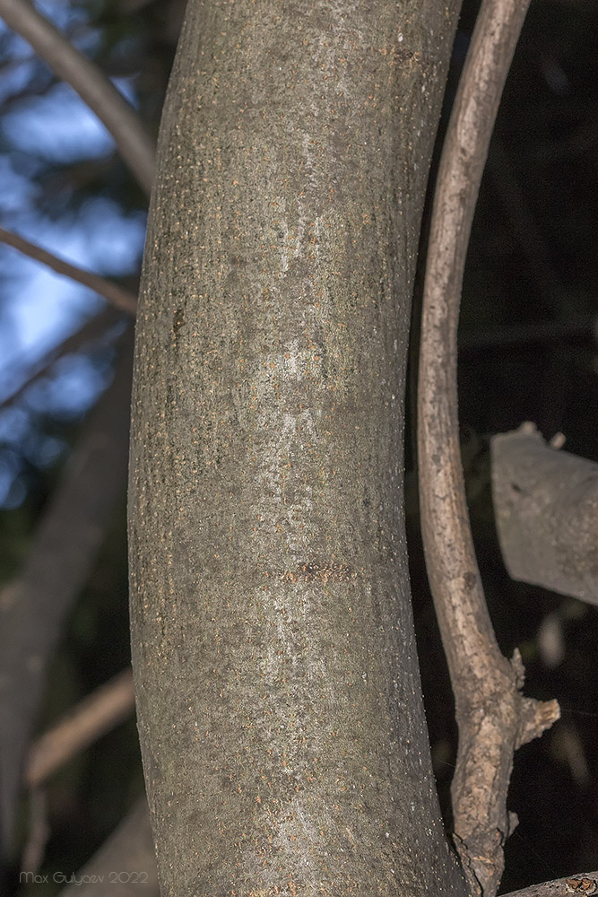 Изображение особи род Fraxinus.