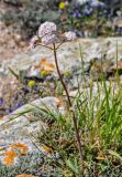 род Valeriana. Цветущее растение. Крым, Караларский природный парк, окр. бухты Коровья, каменистый участок степного склона. 07.05.2021.