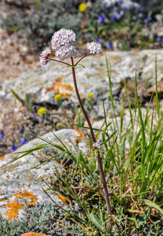 Изображение особи род Valeriana.