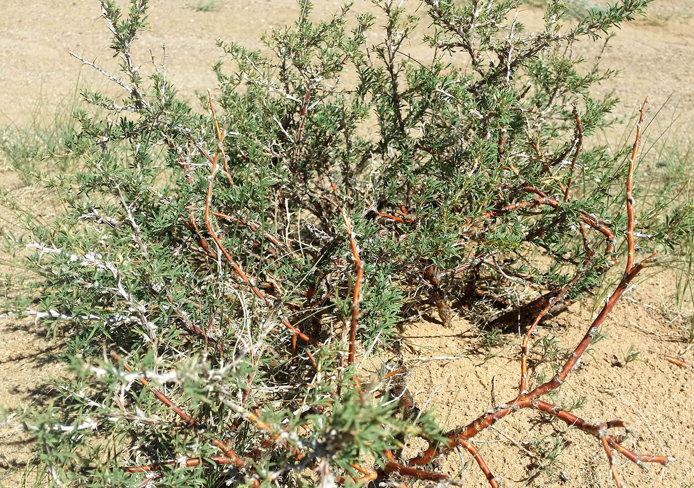 Image of Caragana brachypoda specimen.