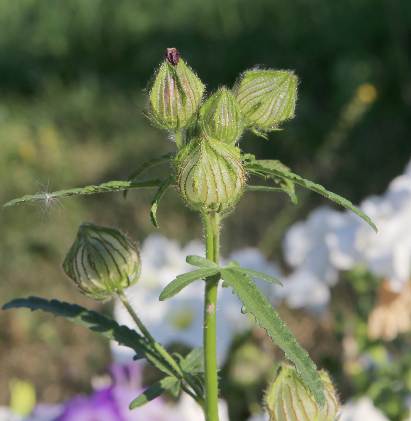 Image of Hibiscus trionum specimen.