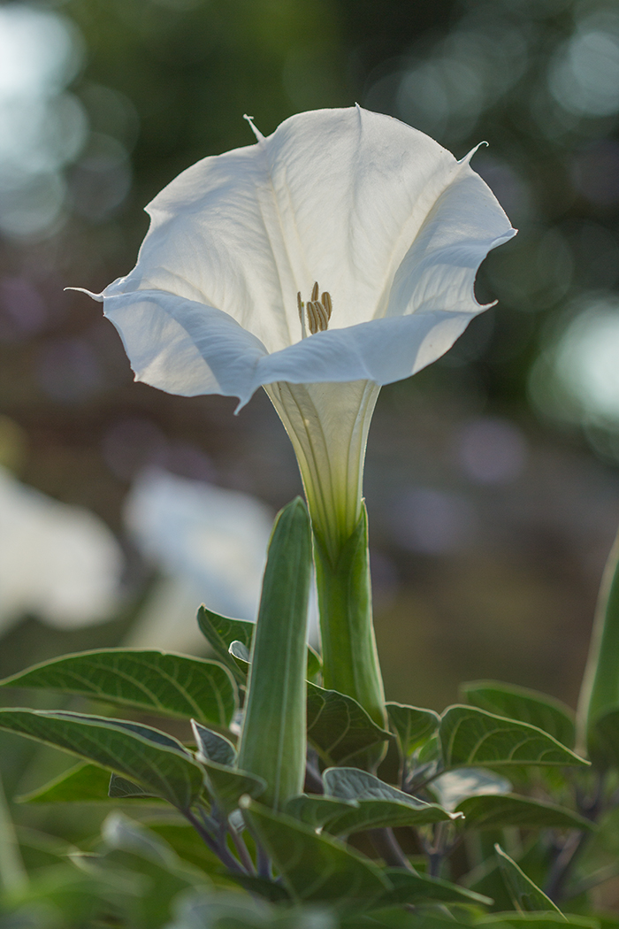 Изображение особи Datura innoxia.